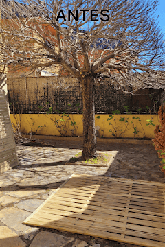 Árbol sin hojas en jardín, antes de poda o reparación. Servicios de jardinería y mantenimiento en la.